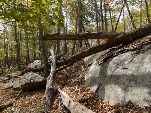Boulders and Fallen Trees, Norvin Green State Forest, NJ