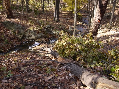 Fallen tree at Manitoga, Westchester County, NY