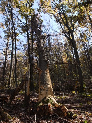Fallen tree at Manitoga, Westchester County, NY