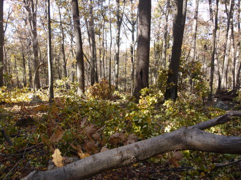 Tree limbs block path at Manitoga, Westchester County, NY