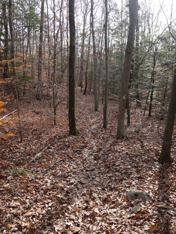 Crushed leaves mark the trail, in Wawayanda State Park, NJ