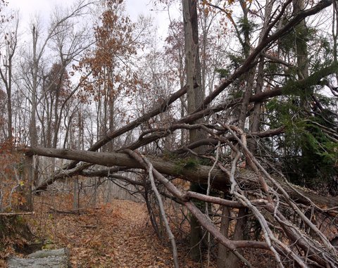 Fallen tree on Appalachian Trail, Wawayanda State Park, NJ