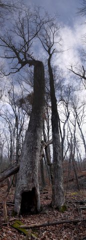 Panorama of standing tree, Wawayanda State Park, NJ