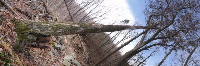 Panorama of fallen tree, Wawayanda State Park, NJ