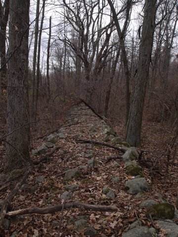 View along a stone wall, Wawayanda State Park, NJ