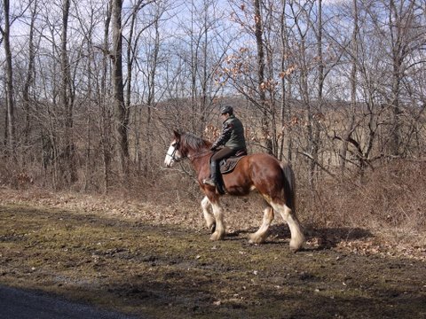 Clydesdale on Columbia Trail, Hunterdon or Morris County, NJ