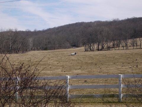 Cow beside Columbia Trail, Hunterdon or Morris County, NJ