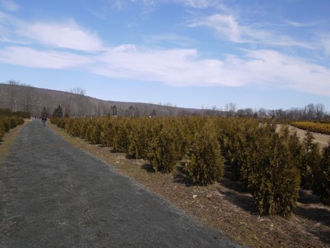 Christmas tree farm, Columbia Trail, Morris County, NJ
