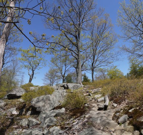 Fingerboard Mountain, Harriman State Park, NY