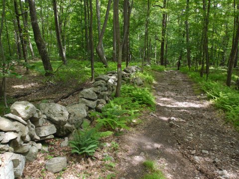 Stone wall on Godfrey Trail, Devil's Den Preserve