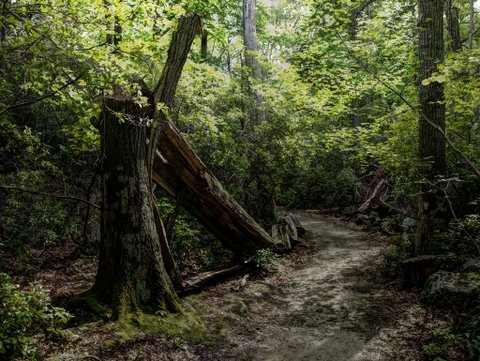 HDR photo of fallen tree