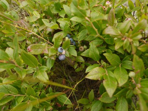 Blueberries growing wild