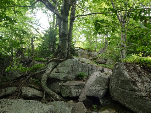 Tree roots grow around rocks, Peekamoose Mountain