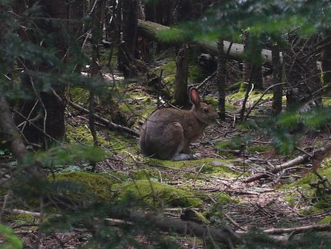 A snowshoe hare, with summer-camouflaged fur