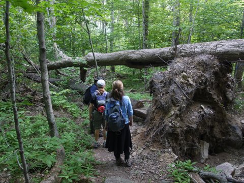 Fallen trees across the Long Path on Peekamoose Mountain