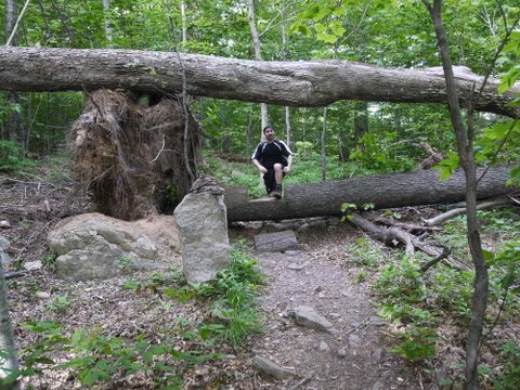 Hiker steps over one fallen tree and beneath a second one, on Long Path on Peekamoose Mountain