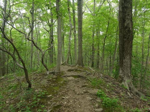 Small hill in Jump Hill Preserve, Fairfield, CT