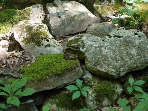 Colorful rocks, lichen, moss, plants, and a frog