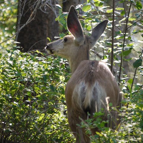 Mule deer, Glacier National Park, Montana