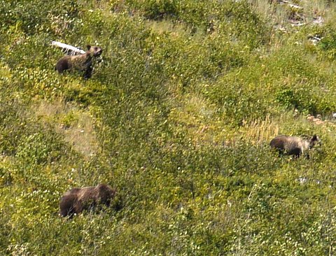 Grizzly bears, Glacier National Park, Montana