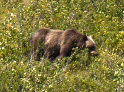 Closeup of grizzly bear, Glacier National Park