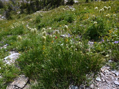 Wildflowers, Glacier National Park, Montana