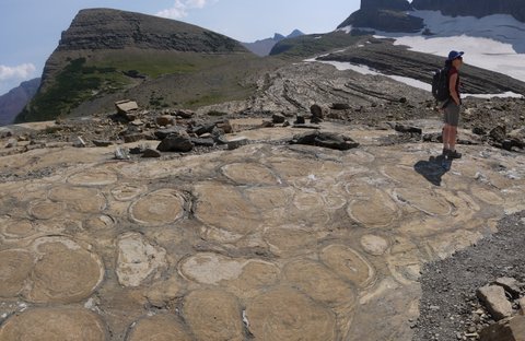 Stromatolites adjacent to Grinnell Glacier, Glacier National Park, Montana
