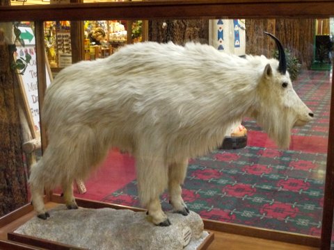Stuffed Mountain Goat, Glacier Park Lodge, East Glacier Park, Montana
