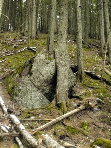 Tree growing around rock, Avalanche Lake Trail, Glacier National Park, Montana