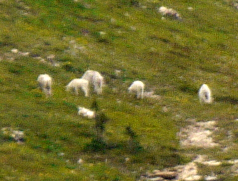 Mountain Goats, detail of previous photo