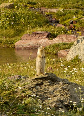 Ground squirrel, Glacier National Park, Montana