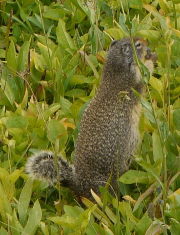 Columbian ground squirrel, Glacier National Park, Montana