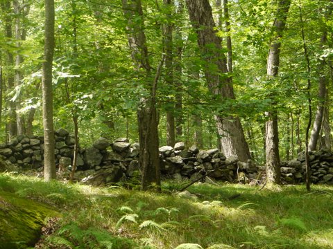 Stone wall, Ward Pound Ridge Reservation, Westchester County, NY