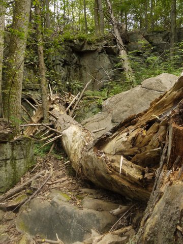 Shattered tree, Ward Pound Ridge Reservation, Westchester County, NY