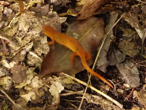 Orange salamander