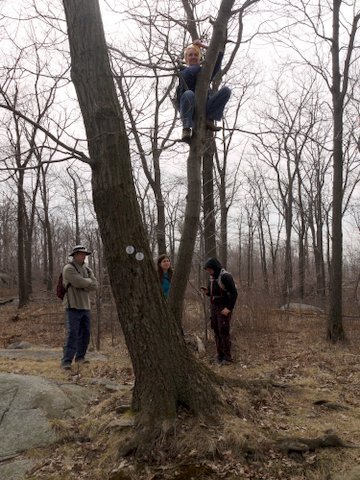 Climbing a Tree, with Bored Witnesses