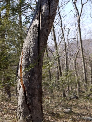 Tree with spiral fracture