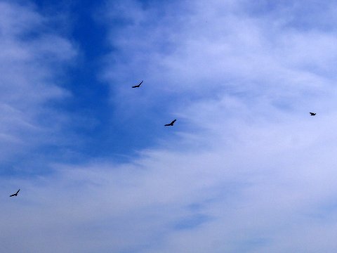 Birds Circling, Stokes State Forest, NJ