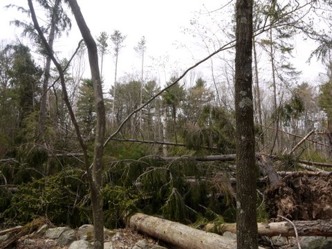 Fallen Trees, Stokes State Forest, NJ