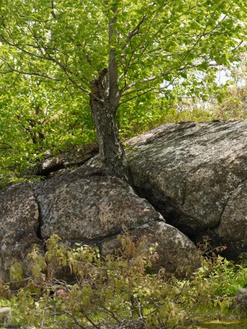 Tree growing from rock seam, Harriman State Park, NY