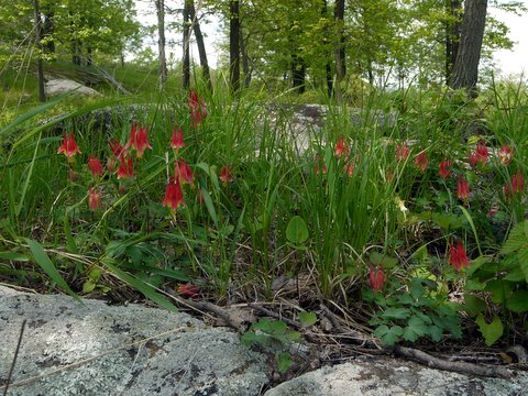 Red Columbine, Harriman State Park, NY