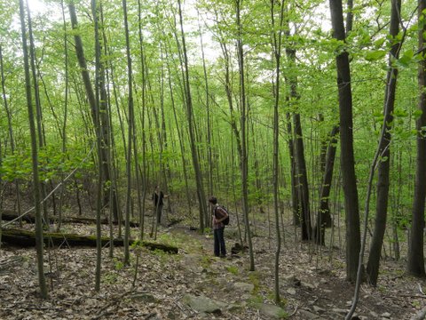 Grove of slender trees, Harriman State Park, NY