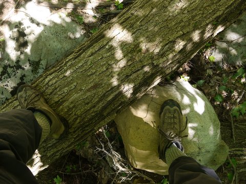Climbing over fallen tree, Highlands Trail, Tranquility Ridge County Park, Passaic County, NJ