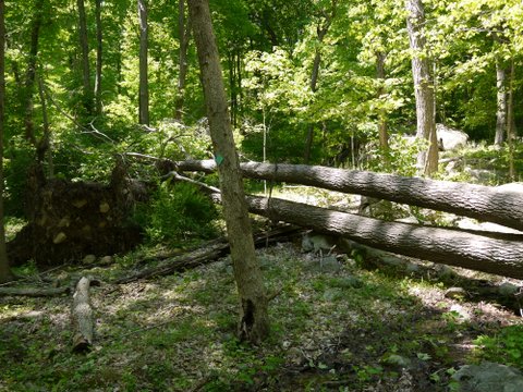Fallen trees, Highlands Trail, Tranquility Ridge County Park, Passaic County, NJ