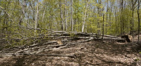 Fallen Trees, Appalachian Trail, Putnam County, NY