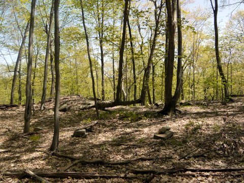 Fallen Tree Lives, Appalachian Trail, Putnam County, NY