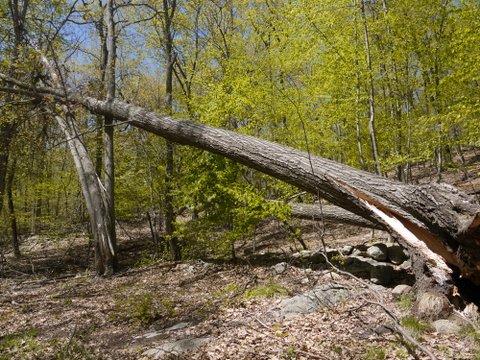 Fallen tree, Appalachian Trail, Putnam County, NY