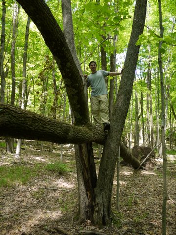Climbing a fallen tree on the Appalachian Trail, Orange County, NY