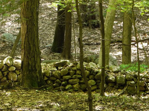 Stone wall on the Appalachian Trail, Orange County, NY