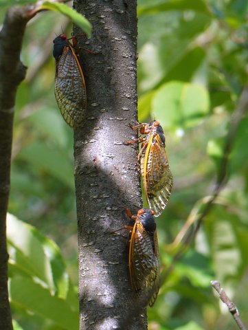 17-year locusts